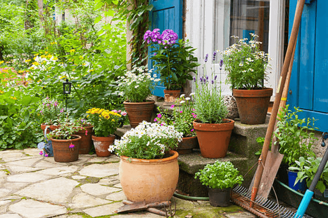 Plantele care ne pot transforma grădina în paradis. Ce flori recomandă specialiști să plantăm în luna august