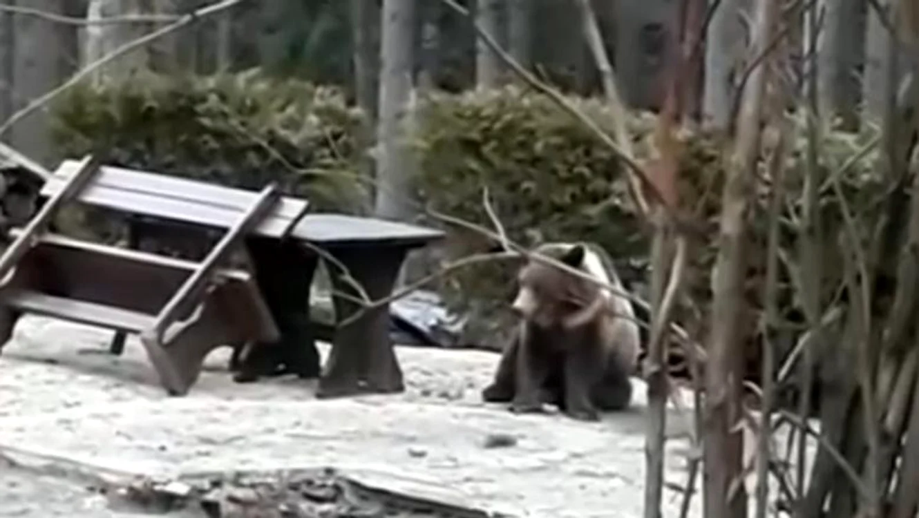 
    Puiul de urs a fost împușcat de un vânător Foto: adevarul.ro  