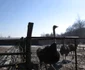 Ferma primarului din Pesceana