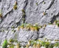 Laleaua galbenă de Cazane planta unică din Clisura Dunării Foto Emilian Matca Facebook