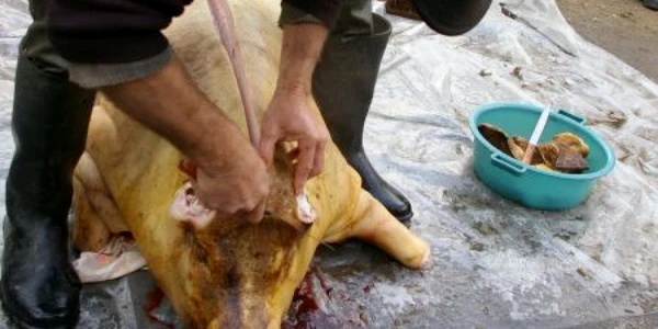 Porcul va fi adus la muzeu gata sacrificat