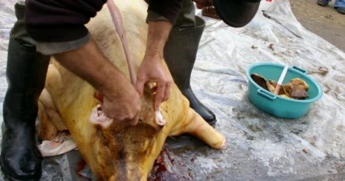 Un porc de 100 de kilograme costă în jur de 800 de lei