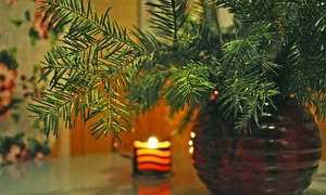 spruce 4954511 640 jpeg