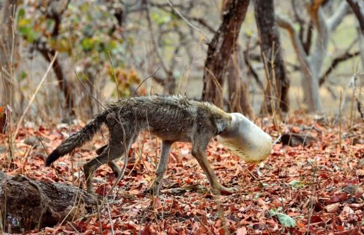 Lupul captiv în plastic, Foto: Tanay Panpalia