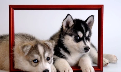 conjunctivita la câini jpeg