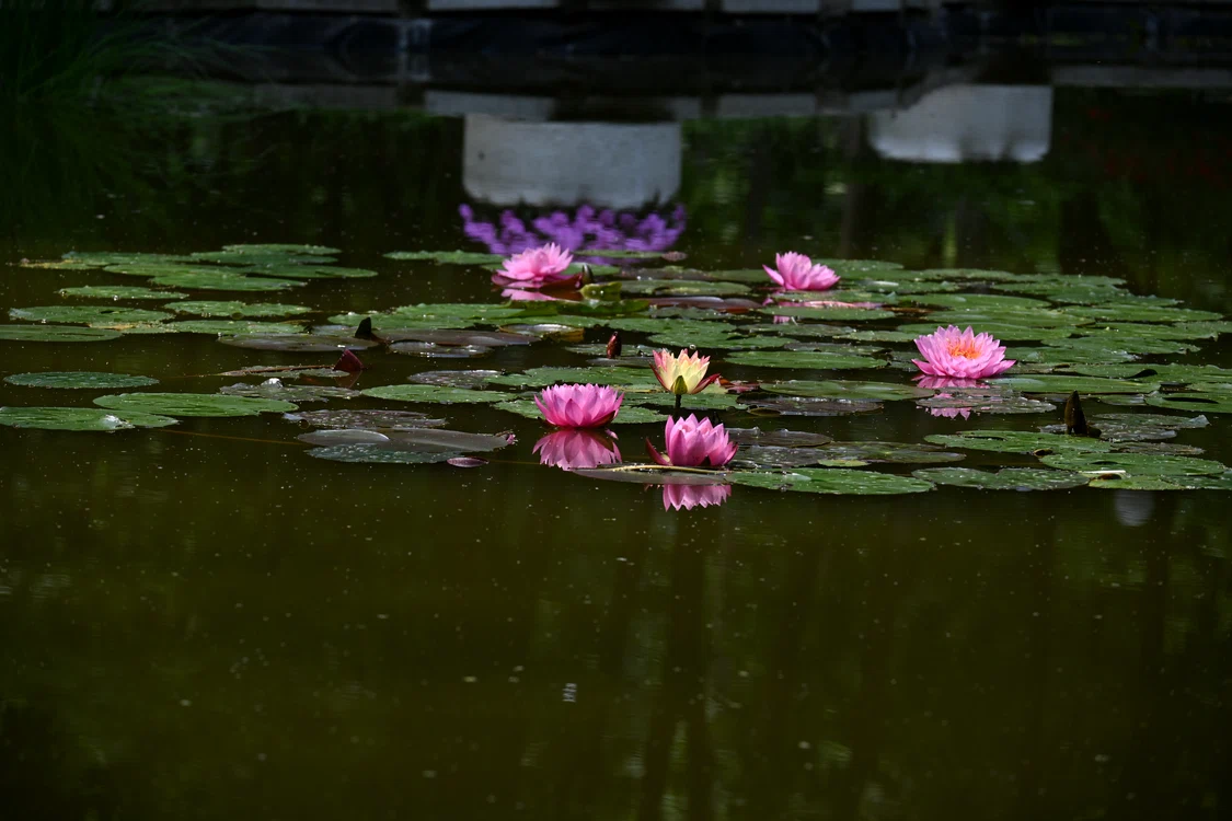 Lacul cu nuferi din Parcul Copou, Iaşi SURSĂ FOTO Cristian Hitruc