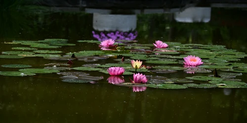 Parcul Copou Iași SURSĂ FOTO Cristian Hitruc