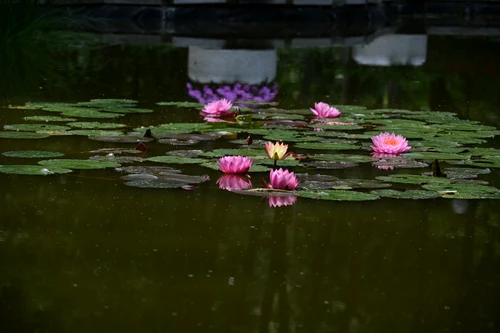 Parcul Copou Iași SURSĂ FOTO Cristian Hitruc
