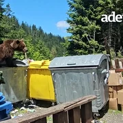 Urs la Bâlea Cascadă, pe Transfîgărășan Video Daniel Guță ADEVĂRUL mp4 thumbnail png
