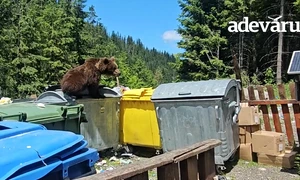Urs la Bâlea Cascadă, pe Transfîgărășan Video Daniel Guță ADEVĂRUL mp4 thumbnail png