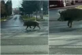 VIDEO Un porc mistret si dezorientat in depasire pe banda 1  O situatie de tip Animal Planet pe Bulevardul Pipera c 1260x709 webp