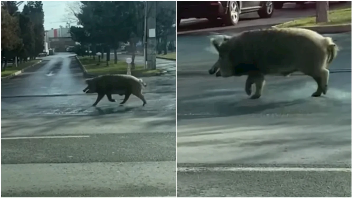 Mistreții au devenit o prezență constantă în orașe