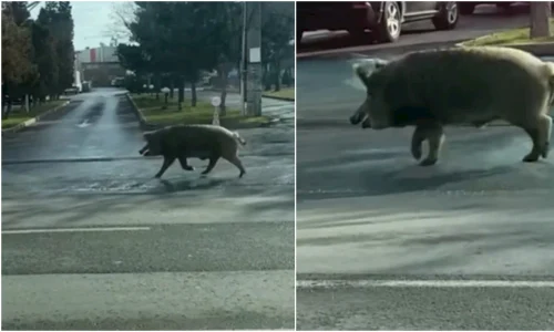 VIDEO Un porc mistret si dezorientat in depasire pe banda 1  O situatie de tip Animal Planet pe Bulevardul Pipera c 1260x709 webp