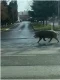 VIDEO Un porc mistret si dezorientat in depasire pe banda 1  O situatie de tip Animal Planet pe Bulevardul Pipera c 1260x709 webp