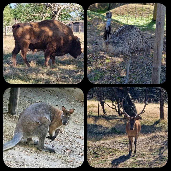 Sunt animale preferate de vizitatori FOTO Claudia Untaru