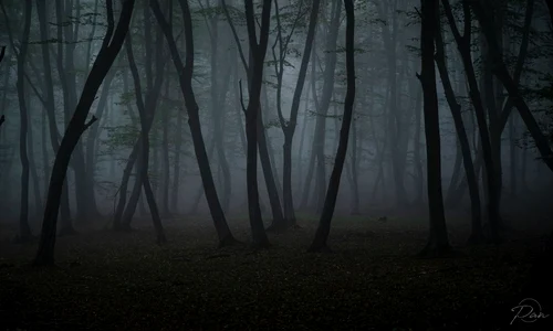 hoia baciu jpg