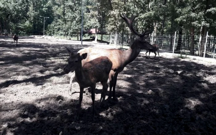 Grădina Zoologică din Timişoara FOTO Ş.Both