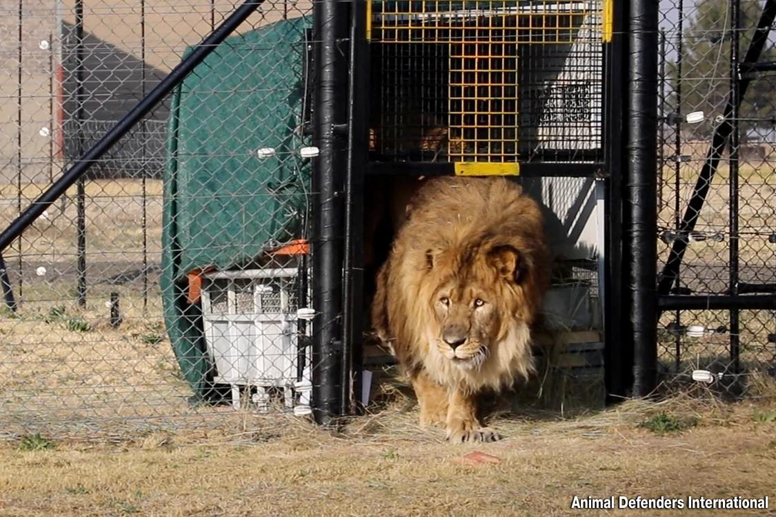 Leul Ruben, eliberat la Sanctuarul Adi Wildlife din Africa de Sud