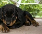 Rottweiler jpeg