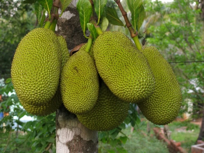 jackfruitî jpg jpeg
