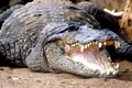 crocodil