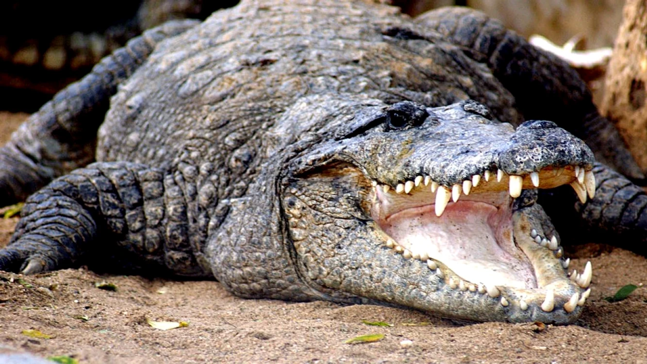 Crocodilul care a speriat un sat întreg a fost ucis