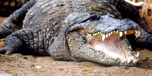 crocodil