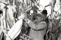 Vizită de lucru a președintelui Nicolae Ceaușescu în unități agricole din județele Ilfov și Ialomița (© „Fototeca online a comunismului românesc”, cota: 167/1979)