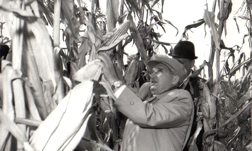 Vizită de lucru a președintelui Nicolae Ceaușescu în unități agricole din județele Ilfov și Ialomița (© „Fototeca online a comunismului românesc”, cota: 167/1979)