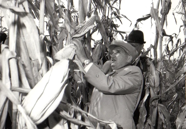 Vizită de lucru a președintelui Nicolae Ceaușescu în unități agricole din județele Ilfov și Ialomița (© „Fototeca online a comunismului românesc”, cota: 167/1979)