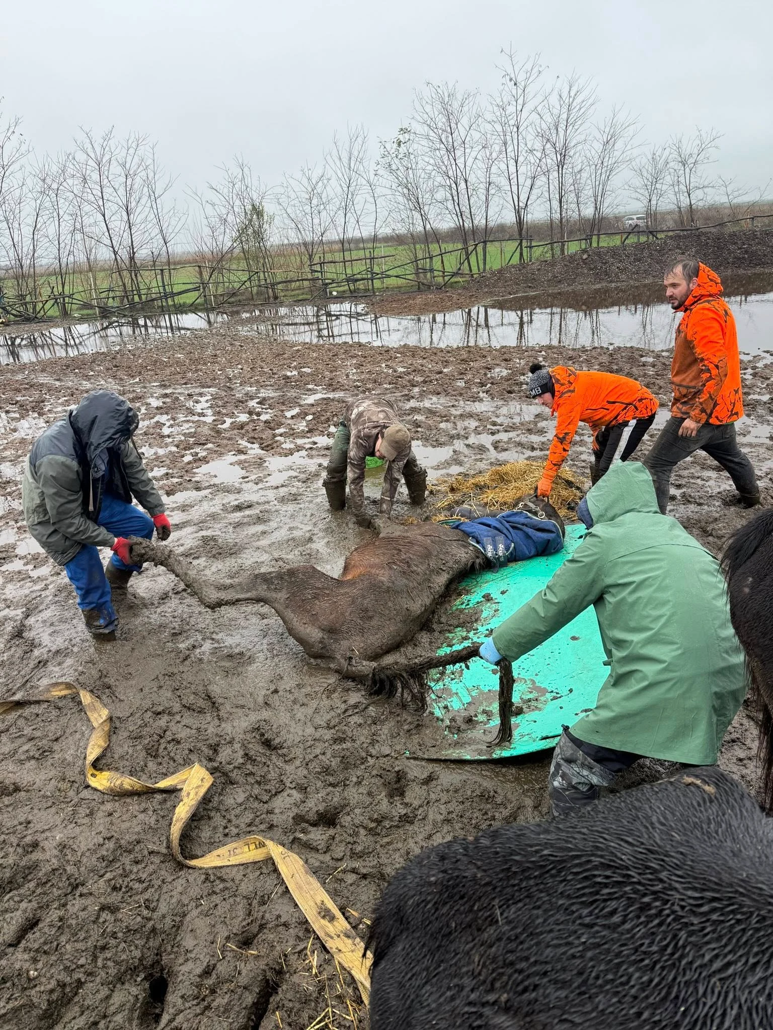„Iadul de la Nuci”, locul unde zeci de animale subnutrite au fost găsite în pragul morții. „Cazul ne-a amuțit”
