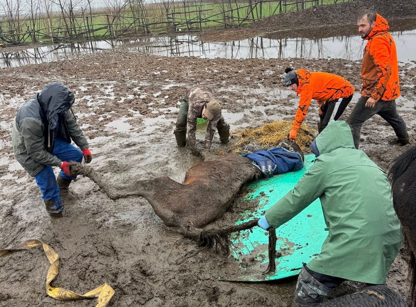 „Iadul de la Nuci”, locul unde zeci de animale subnutrite au fost găsite în pragul morții. „Cazul ne-a amuțit”