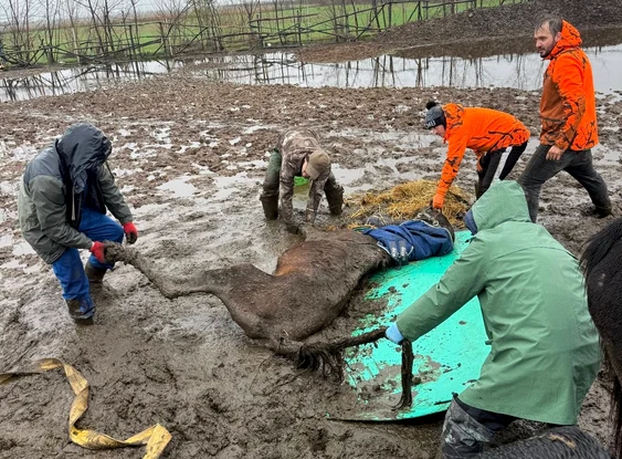 Animale chinuite la Nuci