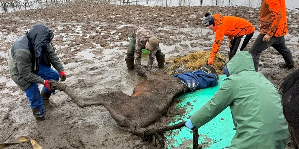 animale Nuci jpg