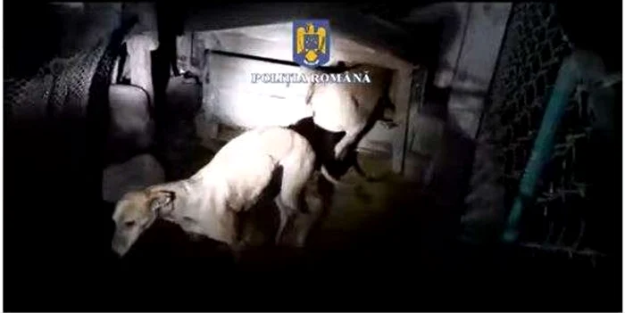 Percheziții într-un dosar de braconaj / Foto: Captură de ecran / Poliția Română