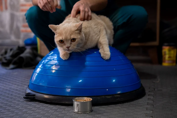 Pisica obeză Ekmek, stând pe o bilă de pilates
