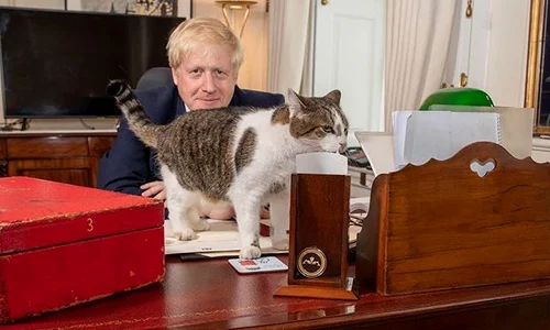 motanul larry 10 downing st al premierului britanic 1 jpeg