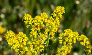 Florile de sânziene atrag sănătatea și norocul în viața celor care le prețuiesc jpeg