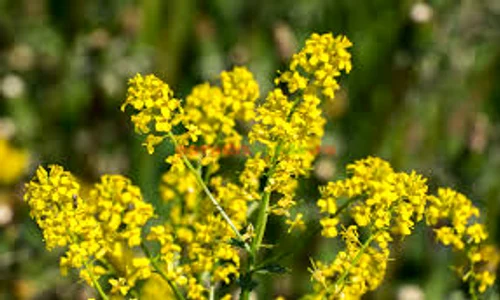 Florile de sânziene atrag sănătatea și norocul în viața celor care le prețuiesc jpeg