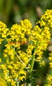 Florile de sânziene atrag sănătatea și norocul în viața celor care le prețuiesc jpeg