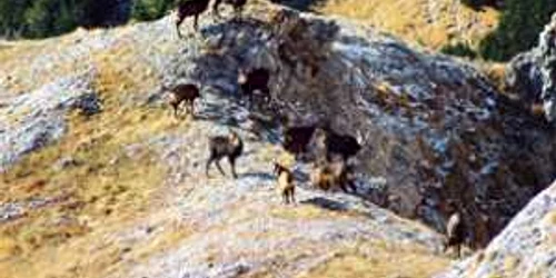 Neamţ: Caprele negre, vânate cu muniţie interzisă