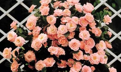 1 64592 original jpg jpeg