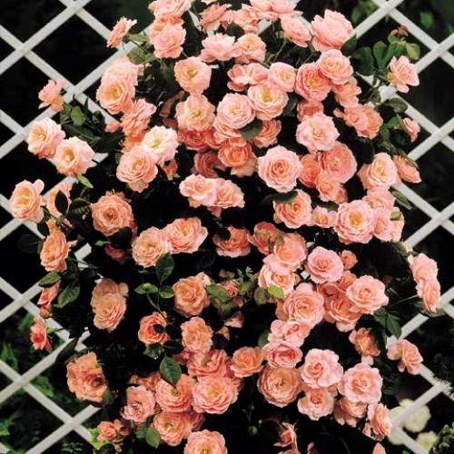 1 64592 original jpg jpeg