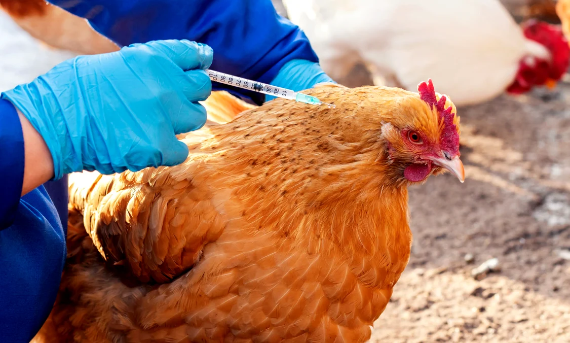   Virusul poate supraviețui la păsările sălbatice ca o infecție pe termen lung FOTO Shutterstock