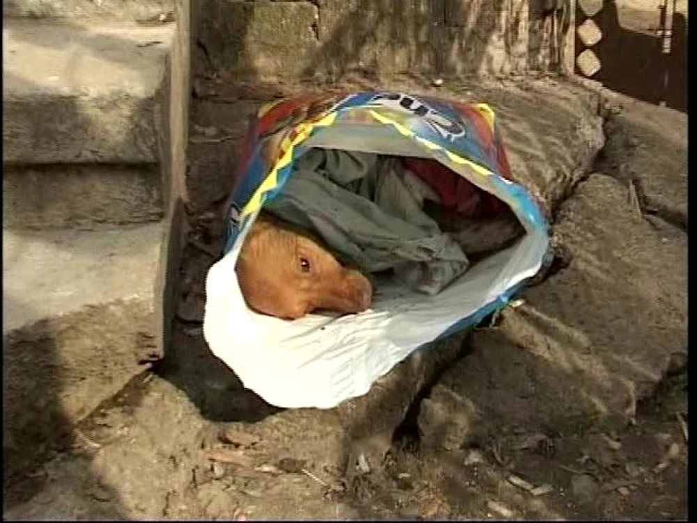 Sătenii au colectat leşurile câinilor şi le-au pus în pungi de plastic. Foto: Adevărul