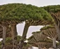 Arborii „Sângele dragonului” de pe Insula Socotra Yemen Foto middleeastmonitor com