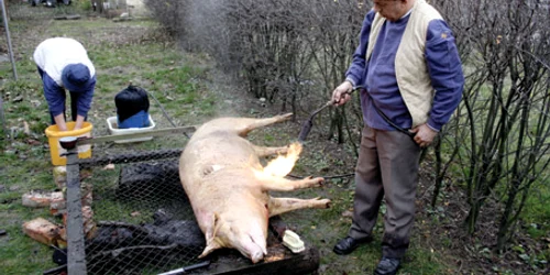 Toma Constantin a tăiat porcul în spatele blocului