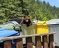 Urs pe Transfăgărășan Foto Daniel Guță ADEVĂRUL (159) jpg