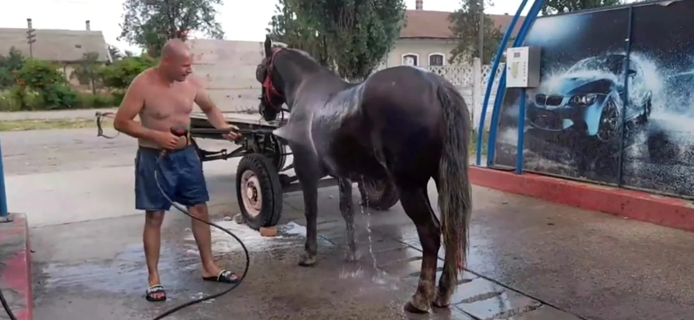 Cu calul la spălărie auto FOTO Facebook/Sânnicolau Mare anunţuri şi servicii