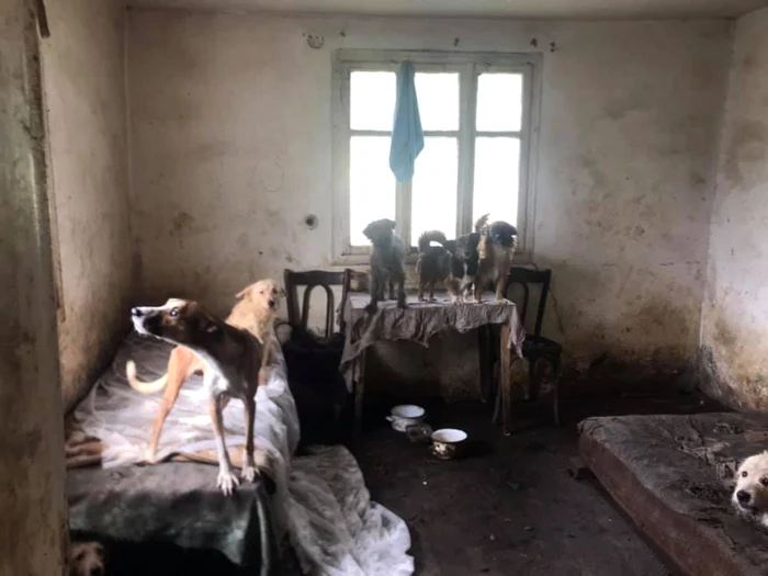 Cinci dintre cei 17 câini subnutriţi, care au fost  găsiţi în casa insalubră. FOTO: Asociaţia "Casa lui Patrocle"